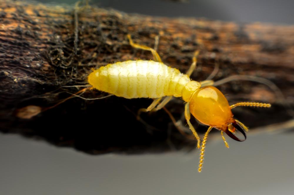 Traitement termite près de Nîmes