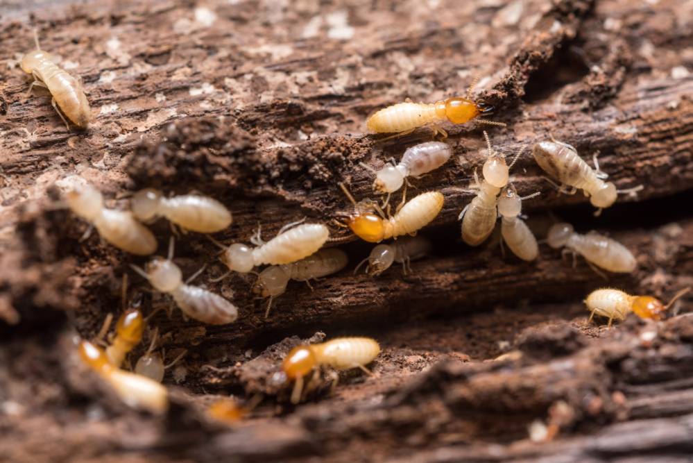 Les Insectes Xylophages : véritable menace pour votre charpente bois