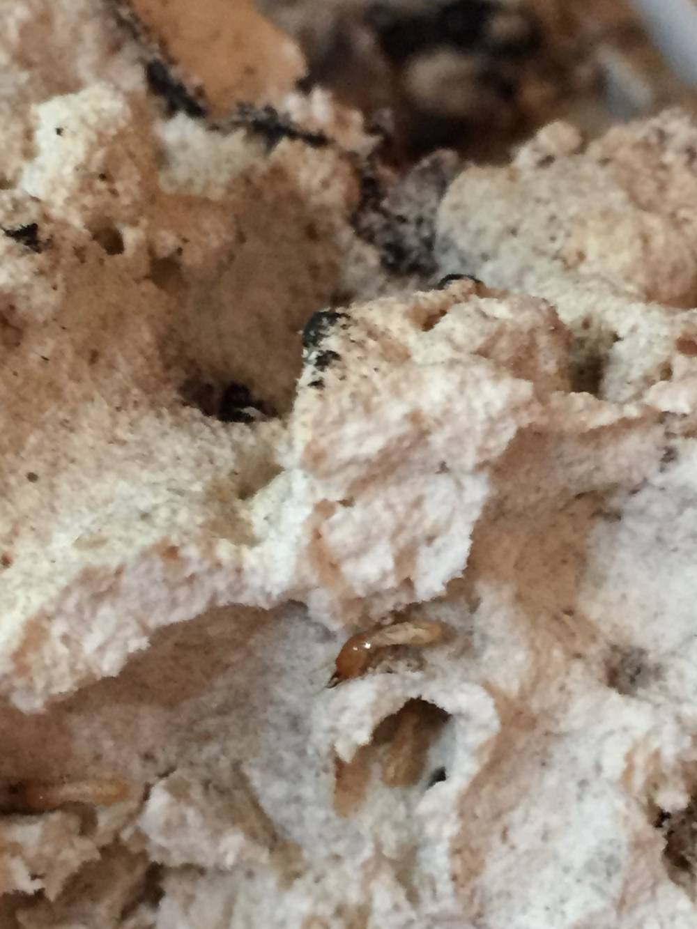 Traitement préventif termites près de Nîmes