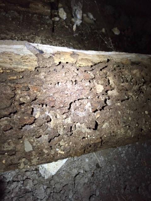 termite