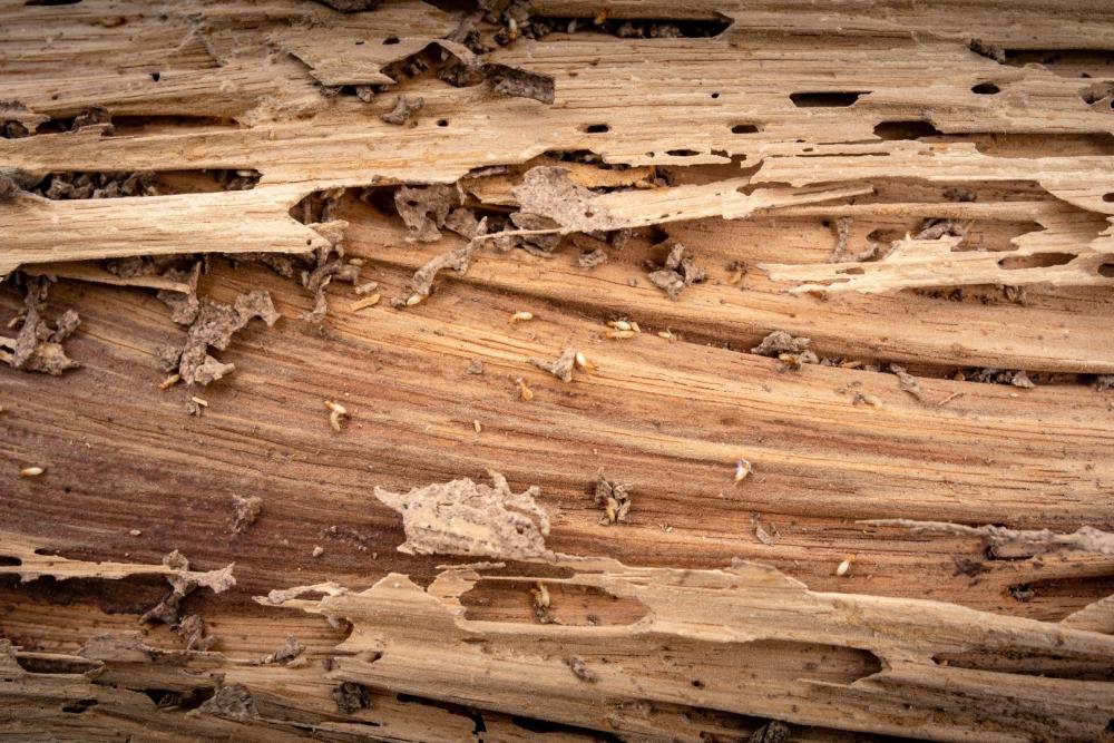 Traitement termite avant construction près de Nîmes