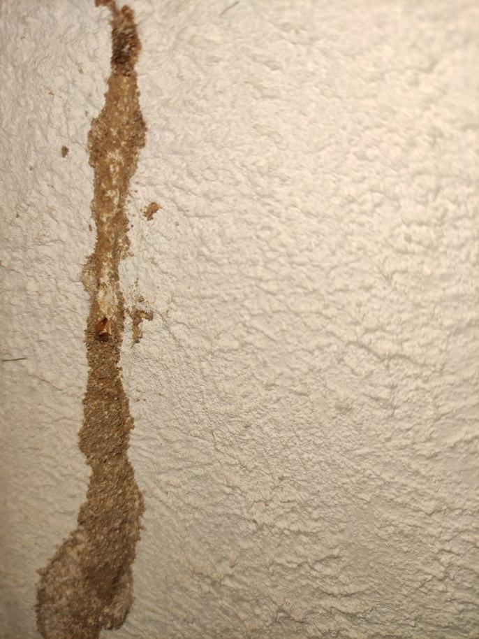 Comment reconnaître les traces de termites près de Nîmes